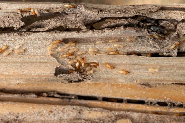 Bird Control in Sutter Creek, CA